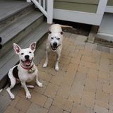 Seeking pet sitter for 2 pittie mix dogs