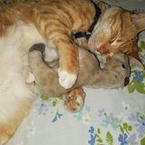 Hi my name is Erin, and I would like to be of service to you. Whatever you need for your pet if I am able I will do!