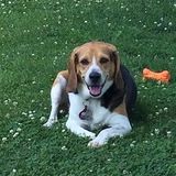 Rochelle Park Dog Walker Available For Job Opportunities in New Jersey