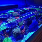 In need of a salt water fish tank sitter
