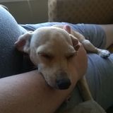 Loving care for your pet available near Estacada, Oregon