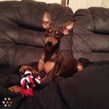 Dependable and loving pet care today