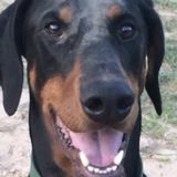 Awesome Dobie & Family need a talented caregiver