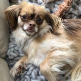For Hire: Highly qualified pet sitter in Nanaimo, British Columbia