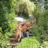 Golden Ears Dog Walking - Licensed, Fully Insured and Pet Aid Certified
