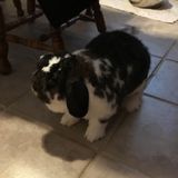 We are looking for someone to come feed our 2 cats & 3 bunnies twice/day 12/23-12/31