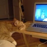 Hudson Valley Animal Caregiver Looking For Job Opportunities in New York State