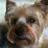 Dog Sitter Job Posting