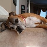 My name is Anthony Contini. Since my boxer died I take care of other fur babies. I work from the laptop so I'm very flexible