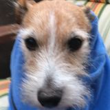 Passionate Petsitter in Rochester, Minnesota