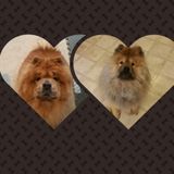 Great with dogs and cats. I will treat your pets like my two furbabies.