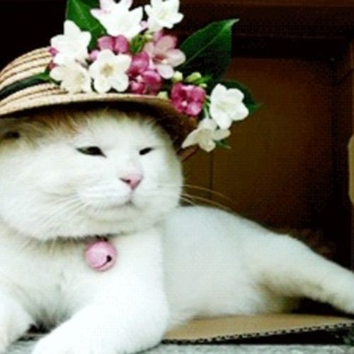 House Sitter Provider Phyllis T's Profile Picture