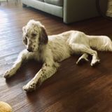 Interviewing Dog Trainer/Sitter