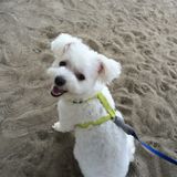 Loving care provider for your pet!