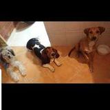 Caring Petsitter in Tampa