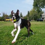 Looking for Dog Walker or Daycare in Olds