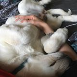 Dog Walker Job in Canmore