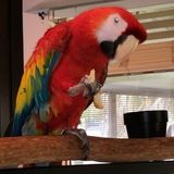 Hello! Looking for a bird lover to watch and possibly groom my Macaw when Im out of town.