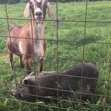 Great Pet Sitting / Dog Walking Available