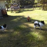 2 Acres Dog Sitting always available. I have over 10 years experience.