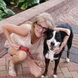 Qualified Housesitter in Spring, Texas