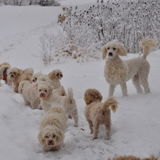 Happydogz Retreat