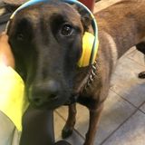 Stockbridge Dog Sitter Looking For Being Hired