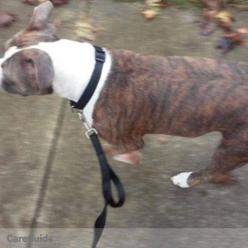 Pet Care Provider Marilu Laston's Profile Picture