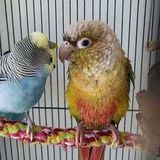 I am Safak, I am looking for someone to feed my birds while I am away for 2 weeks in July.
