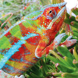 Pet lover needed for exotics/reptiles & 2 small dogs