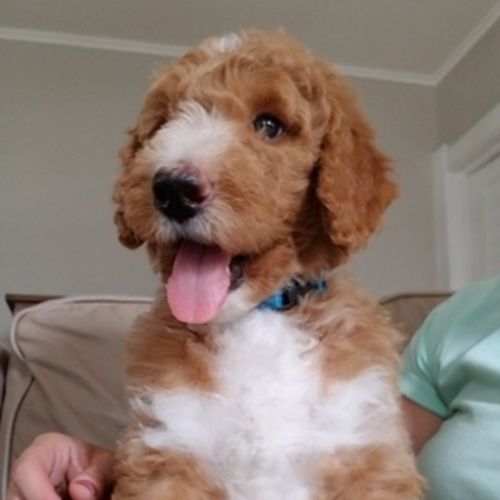 Pet Care Job Tara Westlund's Profile Picture