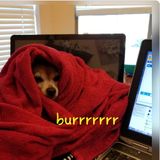 House and Petsitter Available For Job Opportunities