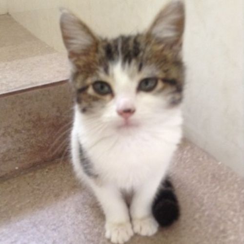 Pet Care Provider Mildred R's Profile Picture