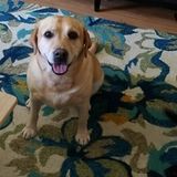 Love my labs