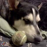 Dog Sitting/Dog Boarding (Shady Cove)