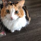 Pet border wanted !