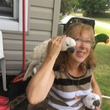 Skilled Pet Sitter Available Immediately