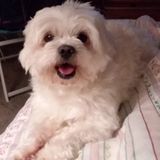 Pet Care Provider Milton, Florida