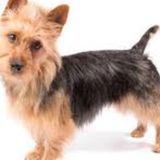 Looking for Honest Pet sitter in Colorado