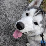 Pawsitively the BEST care for your fur babies!