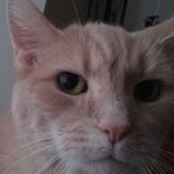 Shippensburg Pet Sitter Available For Work