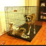 Dog walker needed