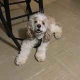 Dedicated Pet Care Provider for Your Home