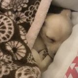 For Hire: Loving Pet Carer in Rancho Santa Margarita