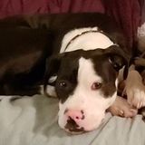 Excellent responsible person to care for your animal.