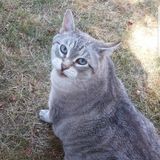 I am Izabella, and I am looking forward to spending time with your pets!