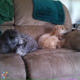 Dog sitter needed.