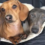 Pet Sitting