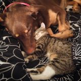 Looking for a dog walker and sitter