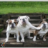 Pet sitting & Dog Walking